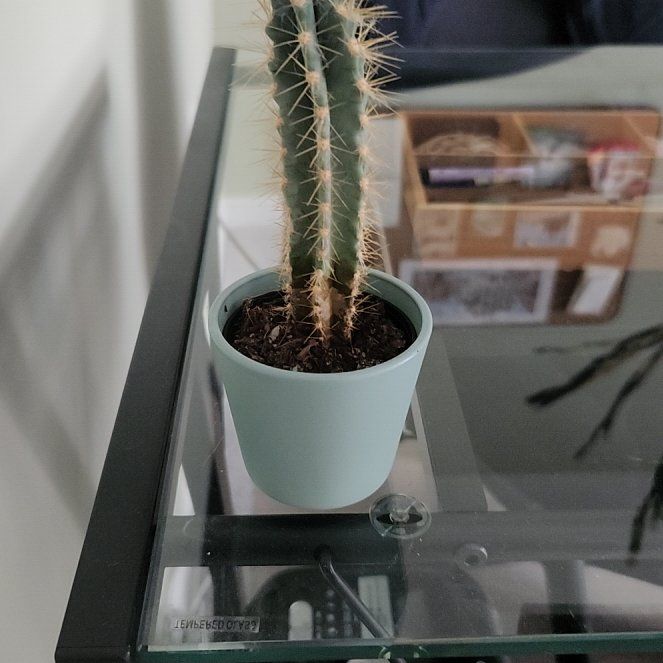 Photo of the plant species Old Man Cactus by @AwakeAntplant79 named Kesha on Greg, the plant care app