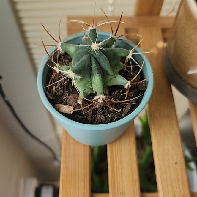 Photo of the plant species Texas Barrel Cactus by @AwakeAntplant79 named Gates on Greg, the plant care app