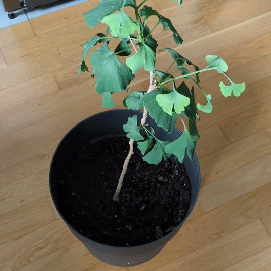 Photo of the plant species Ginkgo Tree by @NovelKatsura39 named Athena on Greg, the plant care app