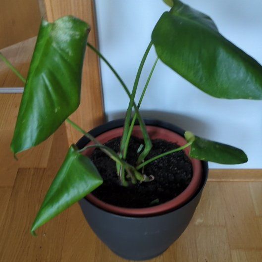 Photo of the plant species Dwarf Monstera Deliciosa by @NovelKatsura39 named Gaga on Greg, the plant care app
