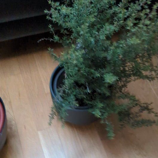 Photo of the plant species Manuka 'Pipit' by @NovelKatsura39 named Austen on Greg, the plant care app