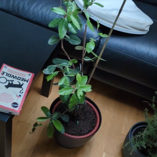 Photo of the plant species Feijoa by @NovelKatsura39 named Mammoth on Greg, the plant care app
