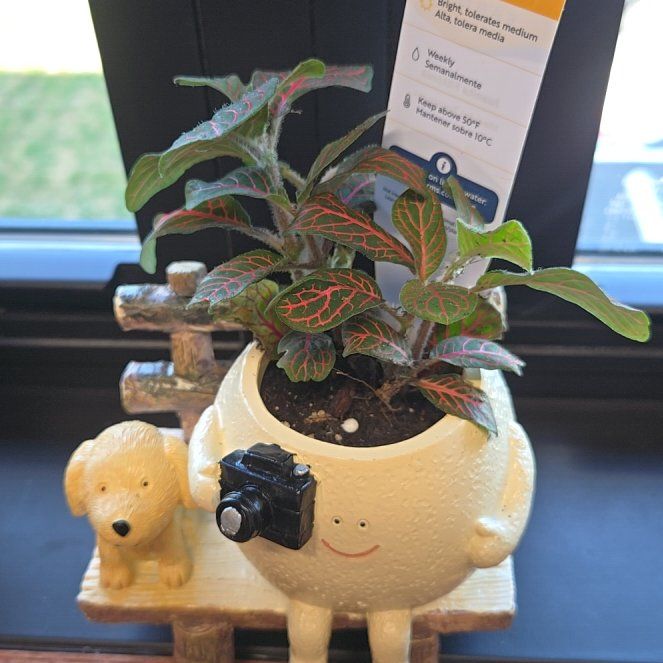 Photo of the plant species Juanita Nerve Plant by @LikablePotato36 named Terra on Greg, the plant care app
