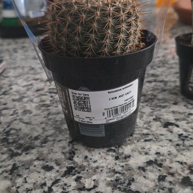 Photo of the plant species Cinnamon Cactus by @CoolCatasetum30 named BMO on Greg, the plant care app