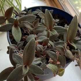 Photo of the plant species Teddy Bear Vine by @Hellonicole named Ulysses S Plant on Greg, the plant care app
