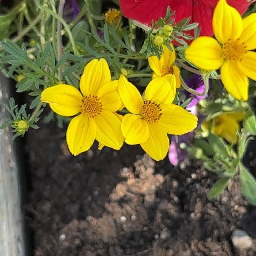 Photo of the plant species Arizona Beggarticks by @ChummyGuasca30 named Elle on Greg, the plant care app