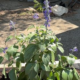 Photo of the plant species Mealycup Sage by @ChummyGuasca30 named Forrest on Greg, the plant care app
