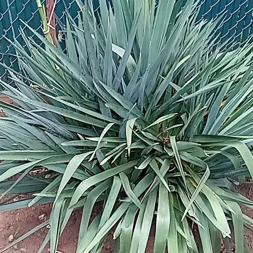 Photo of the plant species Adam's Needle by @WiredMum49 named Nemo on Greg, the plant care app