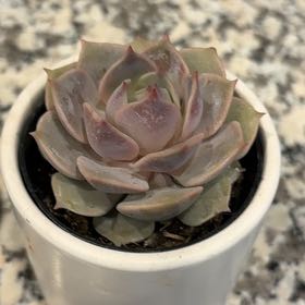 Photo of the plant species Echeveria 'Angel Kissed' by @BlessedPeyote11 named Elle on Greg, the plant care app