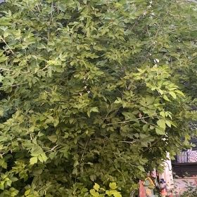 Photo of the plant species Manitoba Maple by @AdonicDyebush19 named Cleopatra on Greg, the plant care app