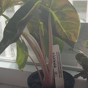 Photo of the plant species Elephant Ear 'Morocco' by @UnopposedOnion7 named Bruce Lee on Greg, the plant care app