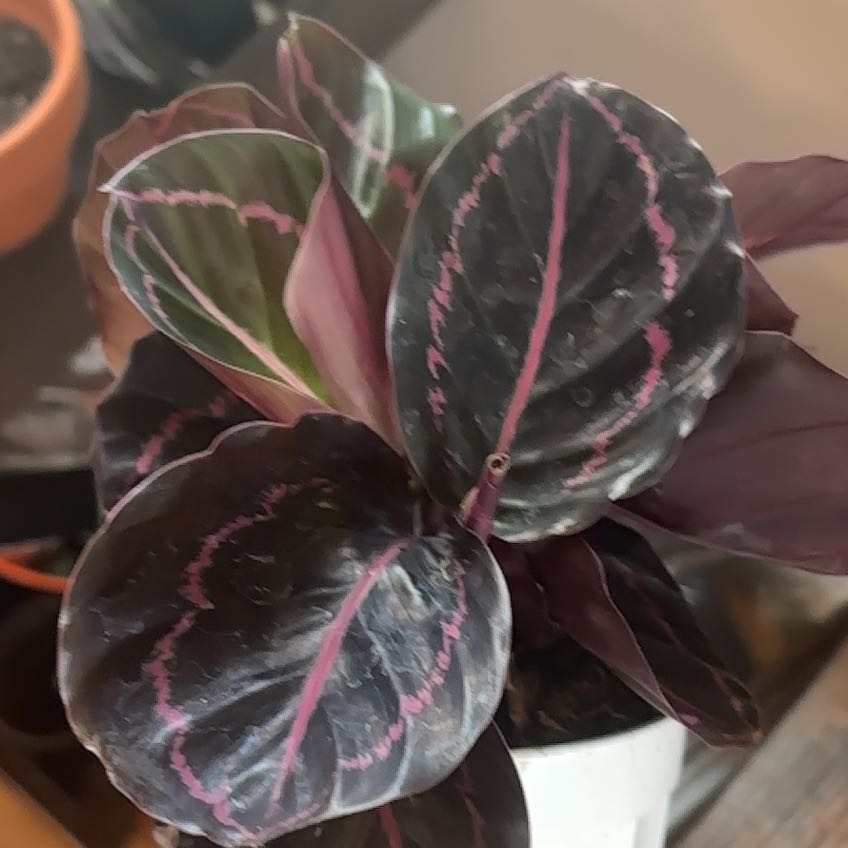Photo of the plant species Calathea Dottie by @UnopposedOnion7 named Achilles on Greg, the plant care app