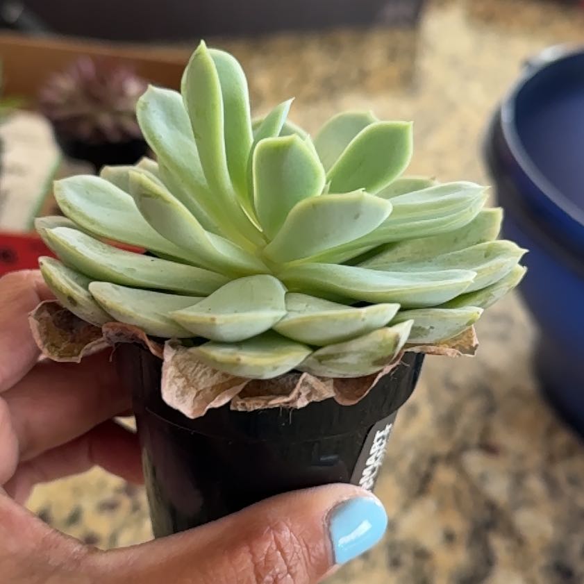 Photo of the plant species Succulent by @JesterTaro39 named Forrest on Greg, the plant care app