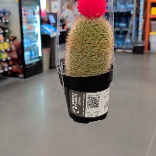 Photo of the plant species Mammillaria densispina by @MusicalRimu94 named Fernie Saunders on Greg, the plant care app
