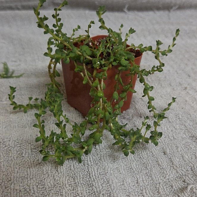 Photo of the plant species Cremnosedum 'Little Gem' by @alysaelizabeth named LITTLE GEM on Greg, the plant care app