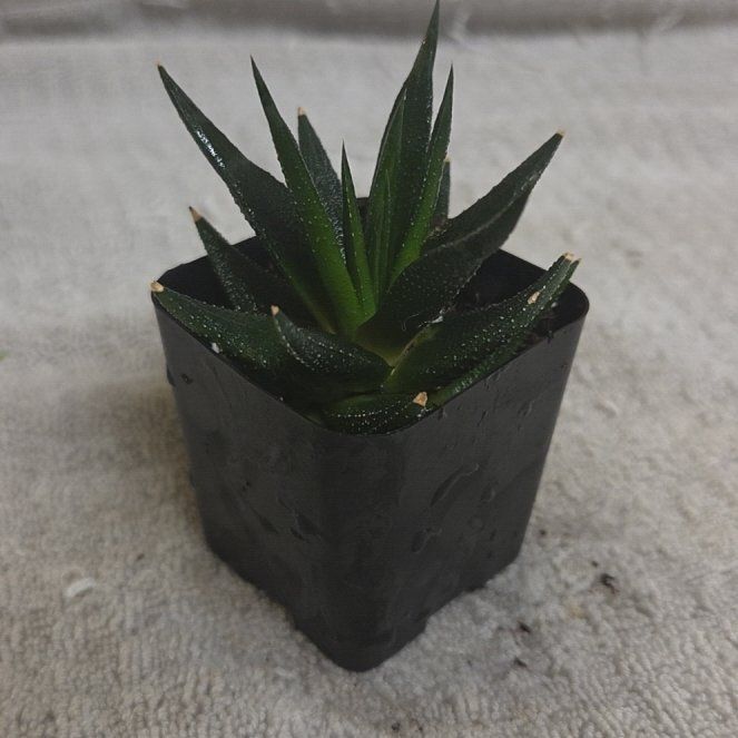 Photo of the plant species Haworthia savanna by @alysaelizabeth named HAWORTHIA SAVANNA on Greg, the plant care app