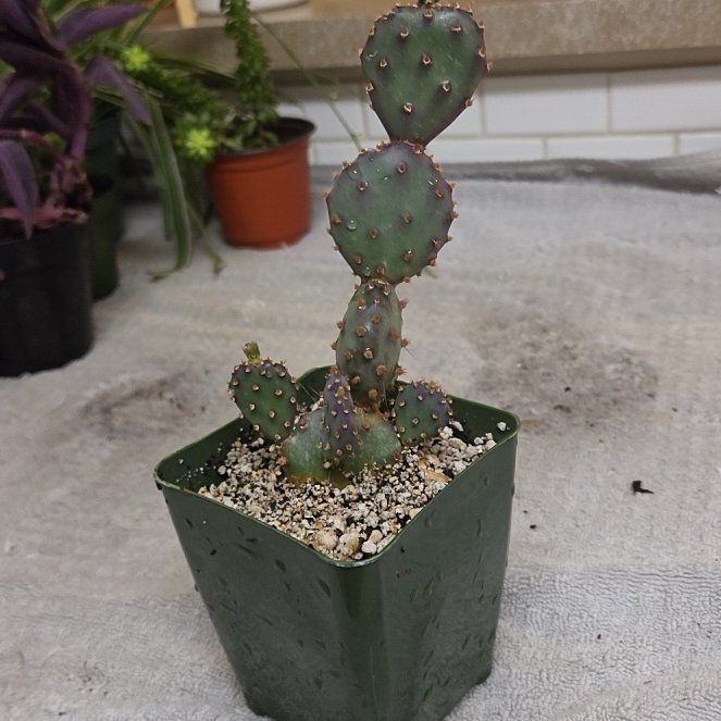 Photo of the plant species Opuntia Basilaris by @alysaelizabeth named BEAVERTAIL CACTUS on Greg, the plant care app