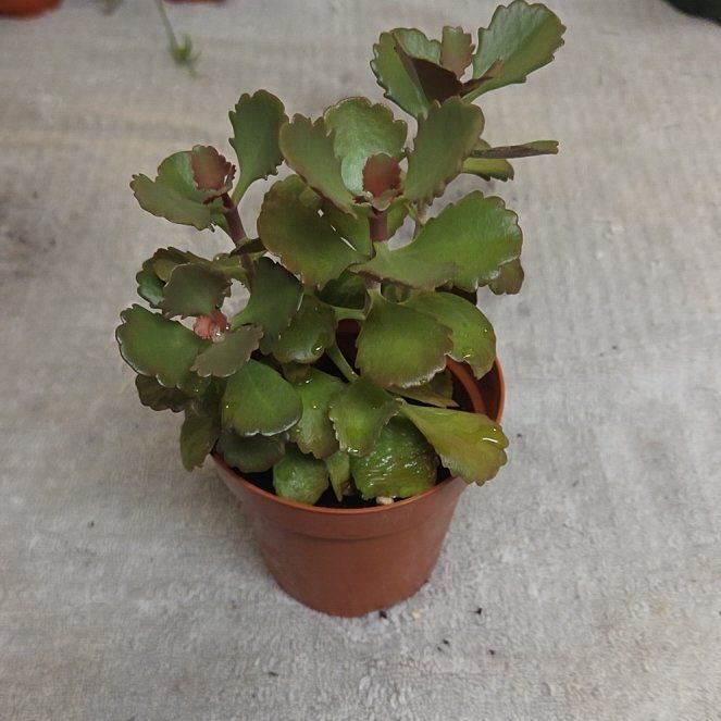 Photo of the plant species Tugela Cliff-Kalanchoe by @alysaelizabeth named TUGELA CLIFF-KALANCHOE on Greg, the plant care app