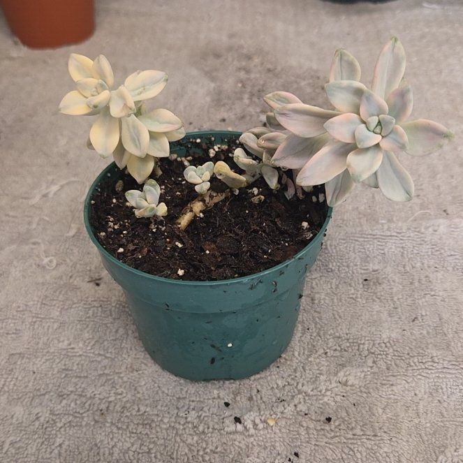 Photo of the plant species Apricot Beauty by @alysaelizabeth named APRICOT BEAUTY on Greg, the plant care app
