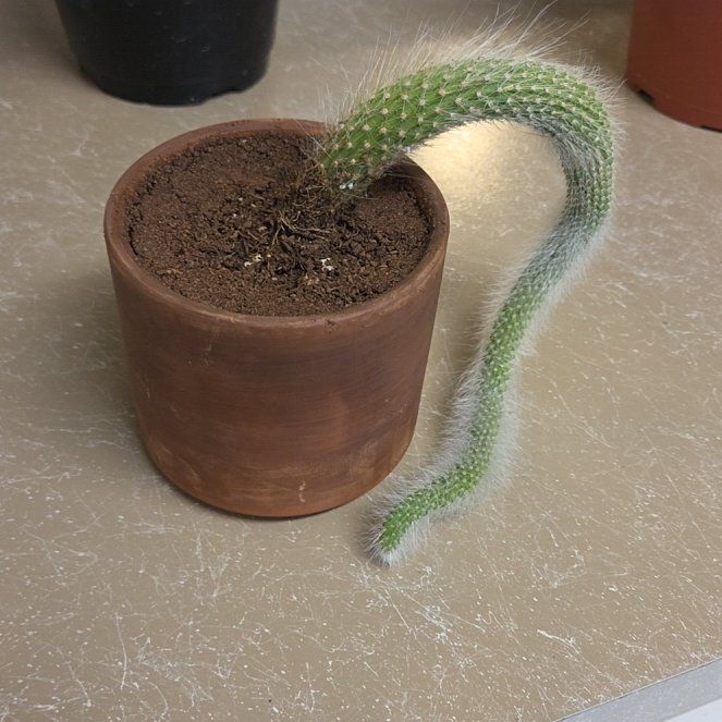 Photo of the plant species Monkey Tail Cactus by @alysaelizabeth named MONKEY TAIL CACTUS on Greg, the plant care app