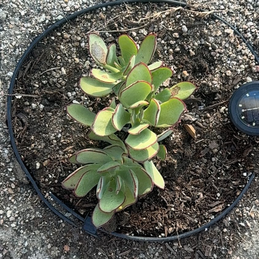 Photo of the plant species Pig's Ear by @AdmiredMelon52 named Clooney on Greg, the plant care app