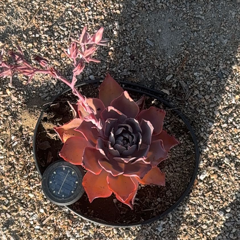 Photo of the plant species Chalk Dudleya by @AdmiredMelon52 named Harmony on Greg, the plant care app