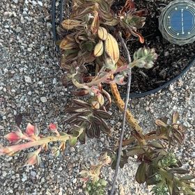 Photo of the plant species Monterey Indian Paintbrush by @AdmiredMelon52 named Achilles on Greg, the plant care app