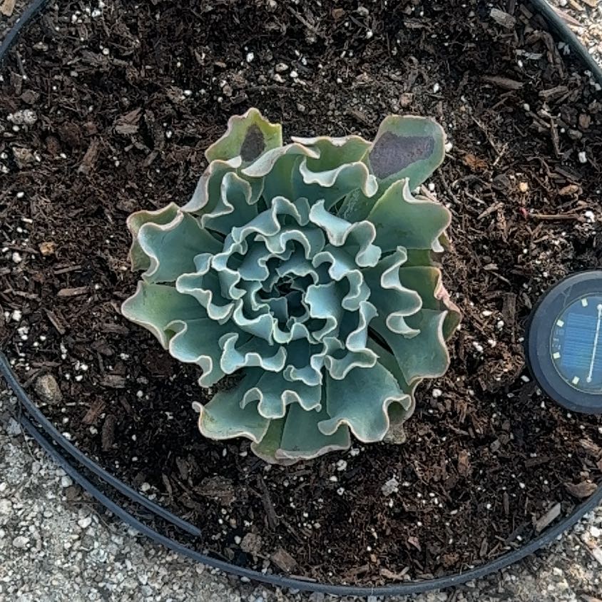 Photo of the plant species Perez's Sea Lavender by @AdmiredMelon52 named Sanders on Greg, the plant care app