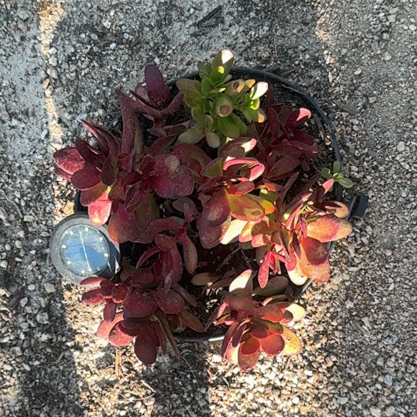 Photo of the plant species Small Red Carpet by @AdmiredMelon52 named Hemingway on Greg, the plant care app