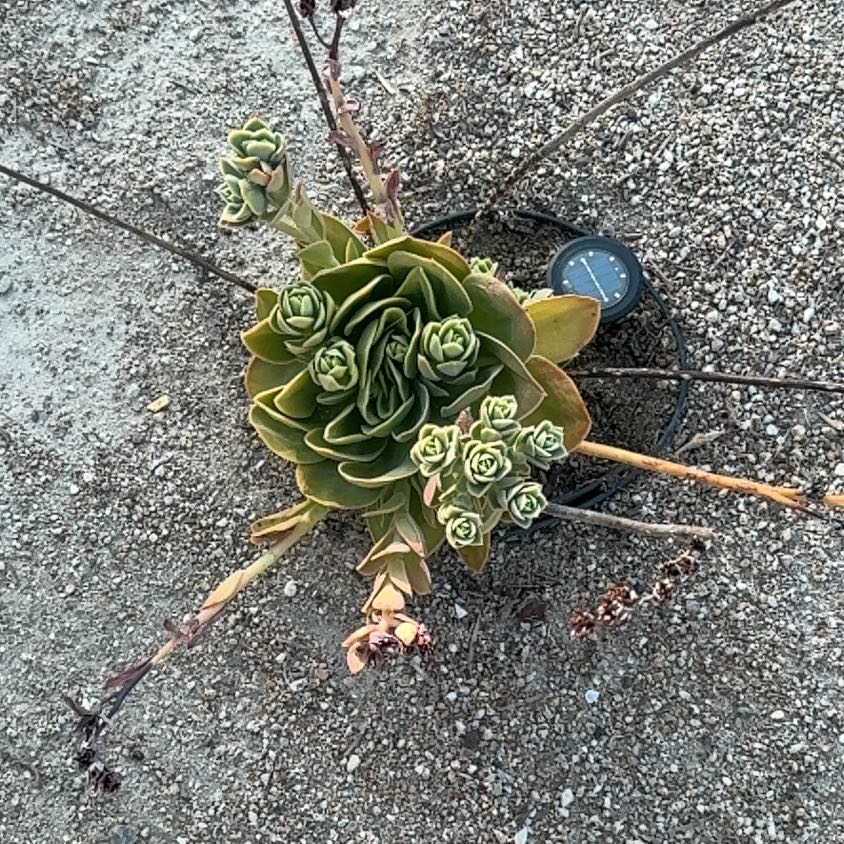 Photo of the plant species Myrtle Spurge by @AdmiredMelon52 named Kobe on Greg, the plant care app