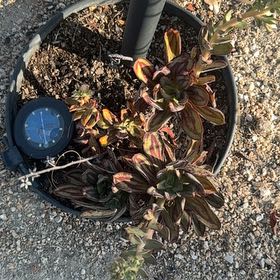 Photo of the plant species Northern Willowherb by @AdmiredMelon52 named Madonna on Greg, the plant care app