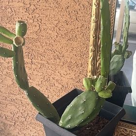 Photo of the plant species Cochineal Cactus by @ActualSunburst7 named Tolkien on Greg, the plant care app