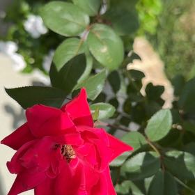 Photo of the plant species Alpine Rose by @YeveTawapou33 named Hamilton on Greg, the plant care app