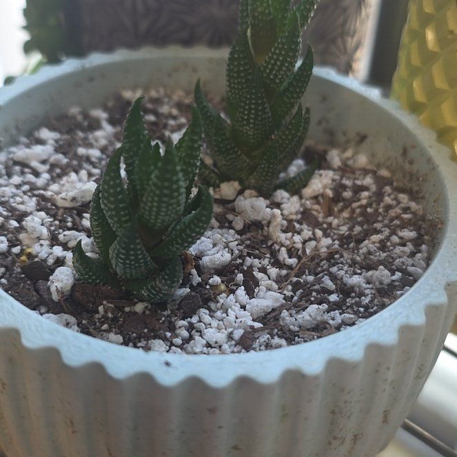 Photo of the plant species Haworthiopsis coarctata by @FreshAgave83 named Terra on Greg, the plant care app