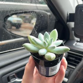 Photo of the plant species Pachyphytum 'Moonsilver' by @YokeMostii21 named Hamilton on Greg, the plant care app