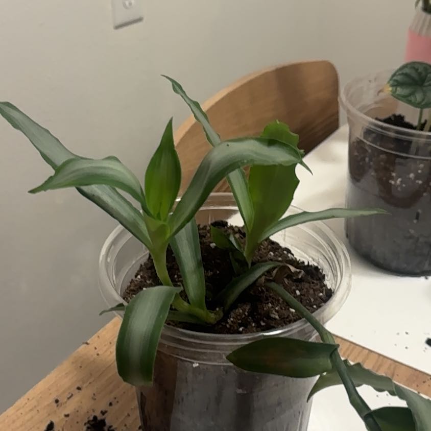 Photo of the plant species Bright Star Murdannia by @CertainKale38 named Orwell on Greg, the plant care app
