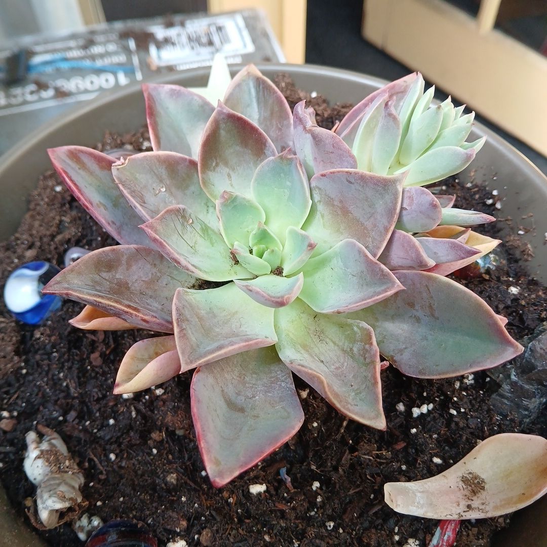 Photo of the plant species Graptoveria 'Jules' by @RegalComet91 named Lilly's Aria on Greg, the plant care app