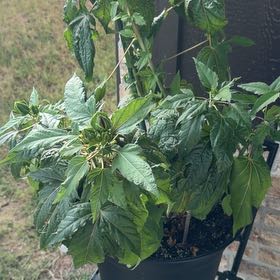 Photo of the plant species Hibiscus 'Midnight Marvel' by @RealKiekie31 named Marvel on Greg, the plant care app