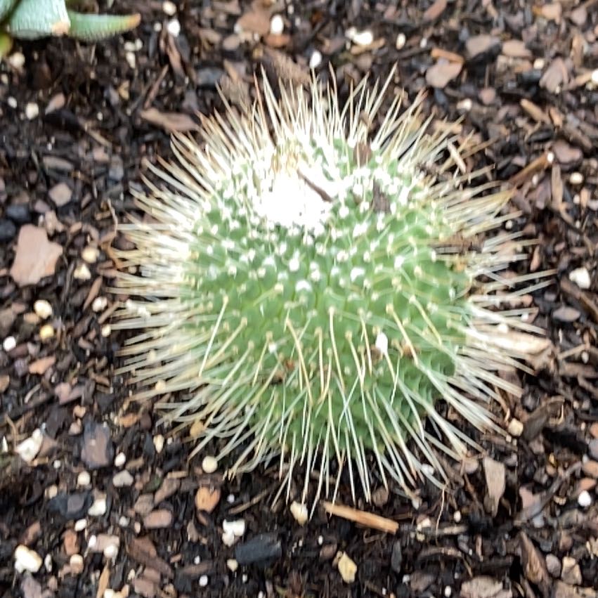 Photo of the plant species Mammillaria carnea by @FunLentenrose37 named Drake on Greg, the plant care app