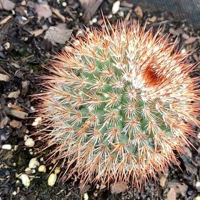 Photo of the plant species Rainbow Pincushion by @FunLentenrose37 named Naomi on Greg, the plant care app