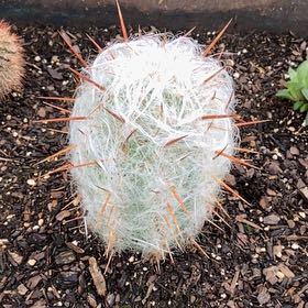 Photo of the plant species Mammillaria sheldonii by @FunLentenrose37 named Leaf Erickson on Greg, the plant care app