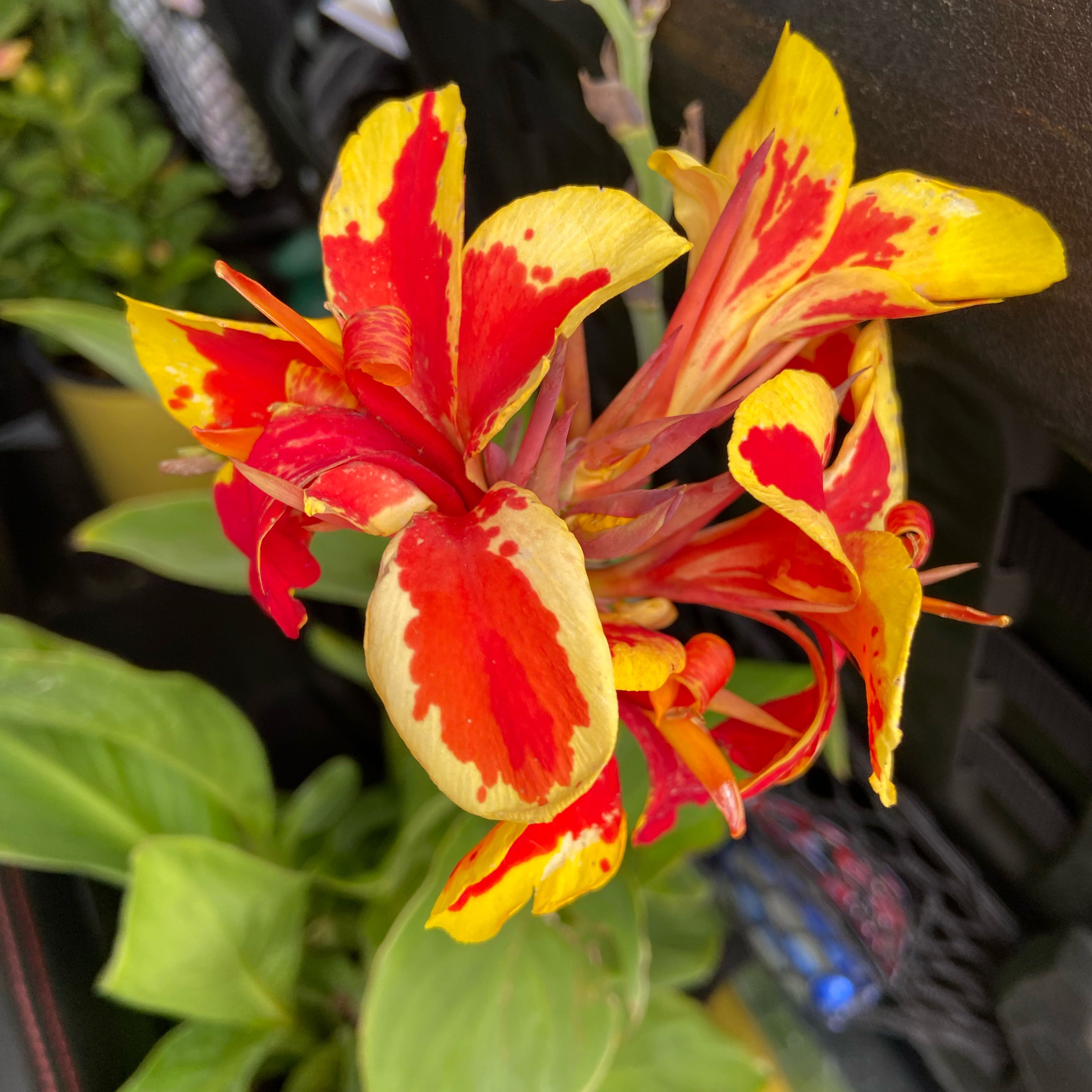 Photo of the plant species Lily of the Incas by @FunLentenrose37 named Sage on Greg, the plant care app