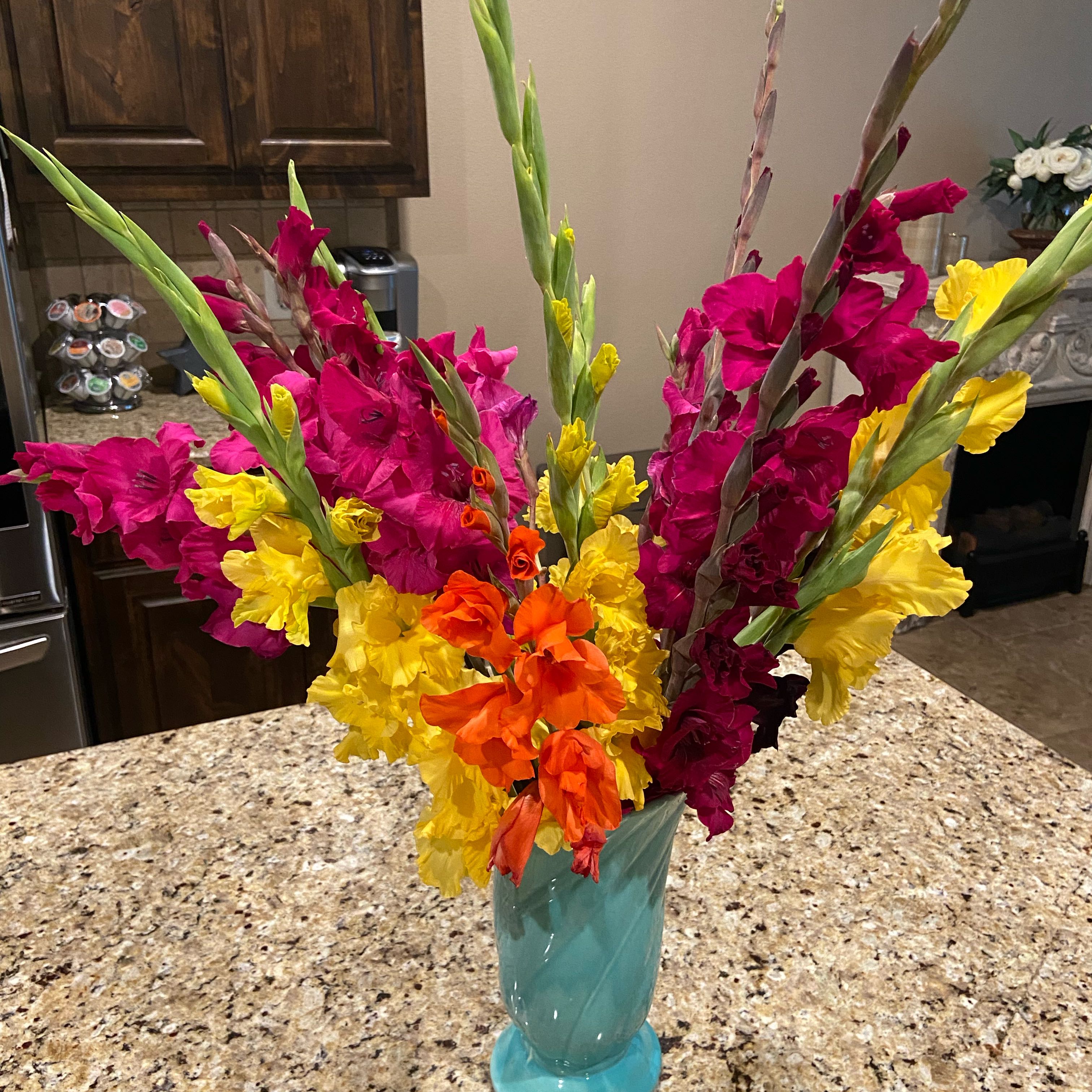 Photo of the plant species Eastern Gladiolus by @FunLentenrose37 named Stella on Greg, the plant care app