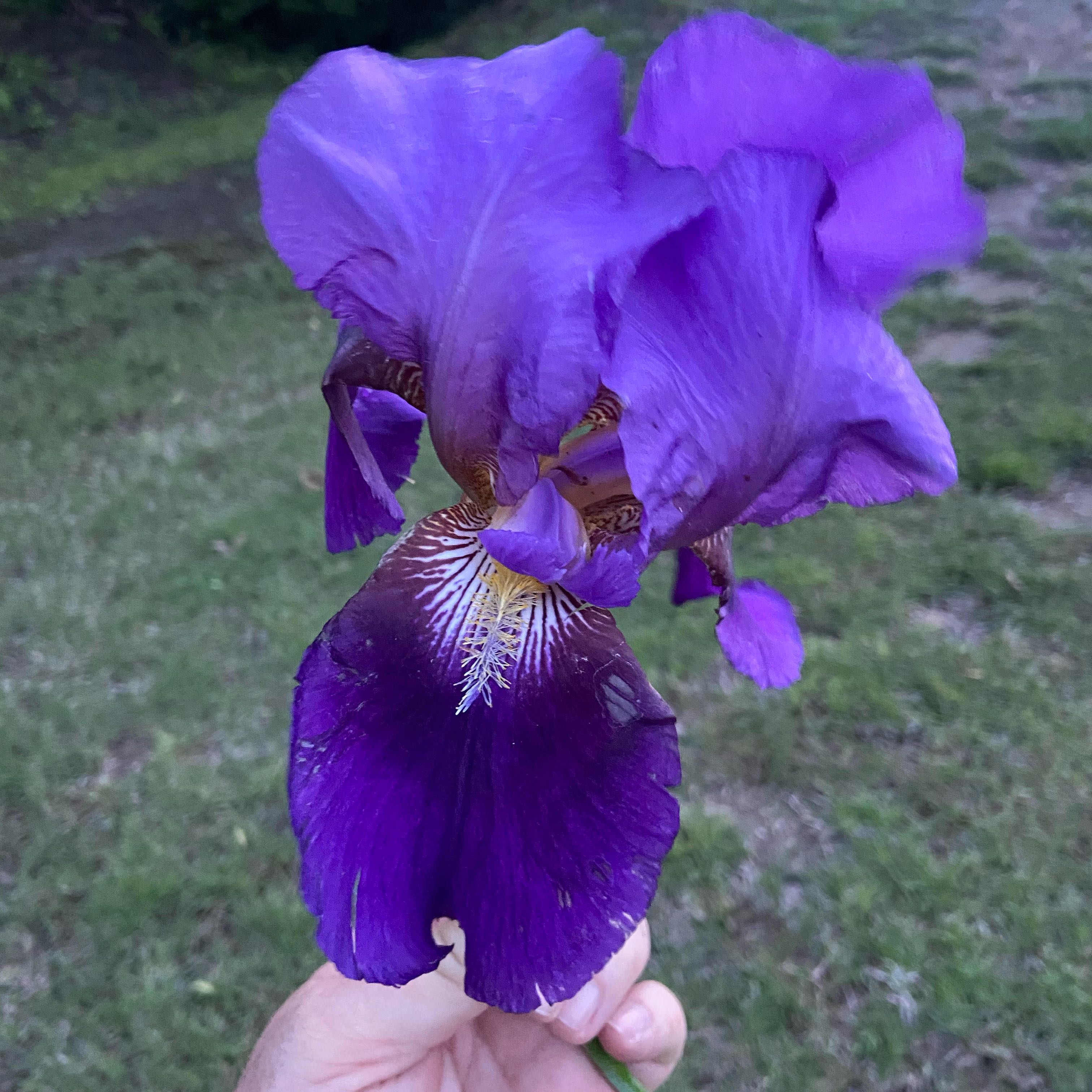 Photo of the plant species Crimean Iris by @FunLentenrose37 named Baesil on Greg, the plant care app