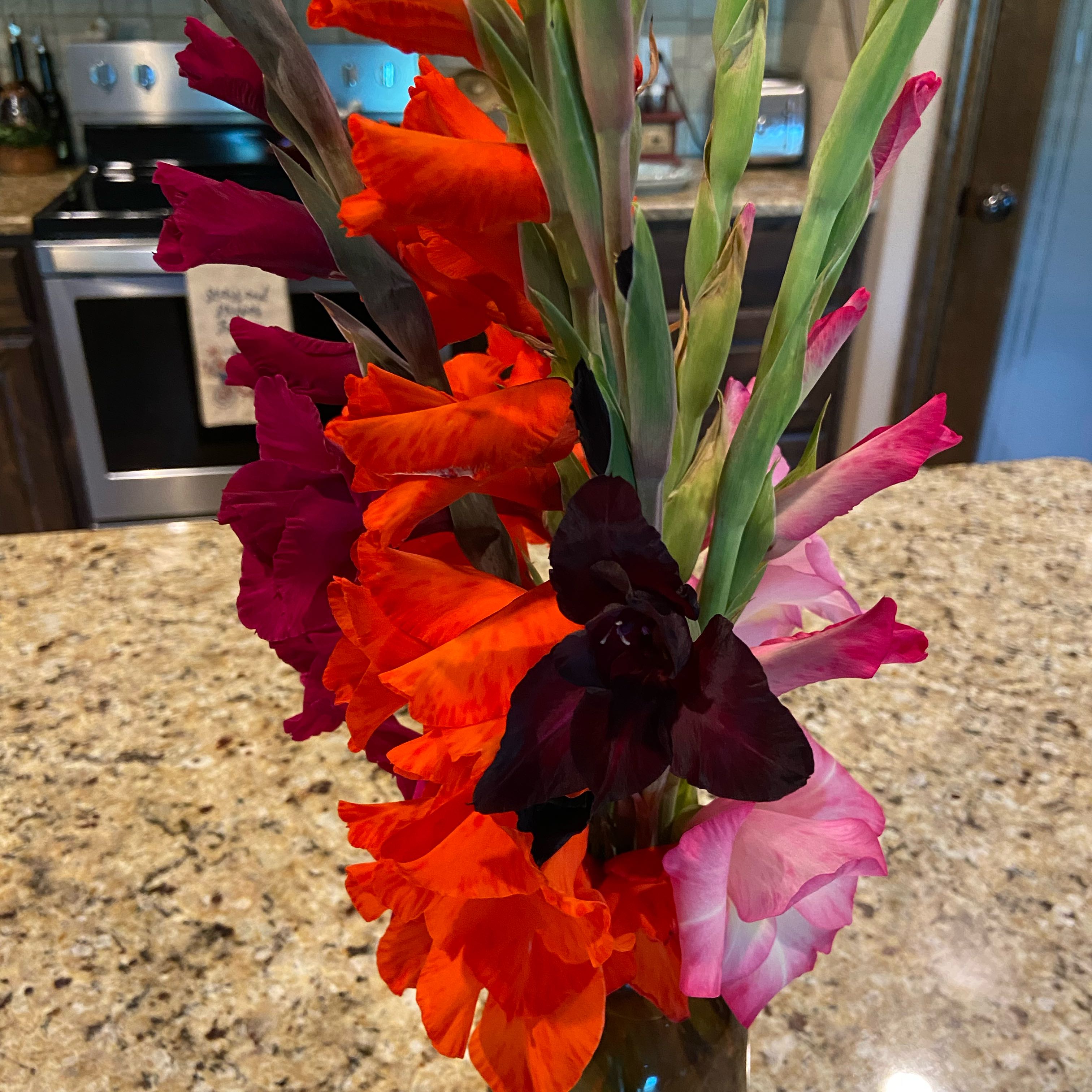 Photo of the plant species Eastern Gladiolus by @FunLentenrose37 named Rosa on Greg, the plant care app