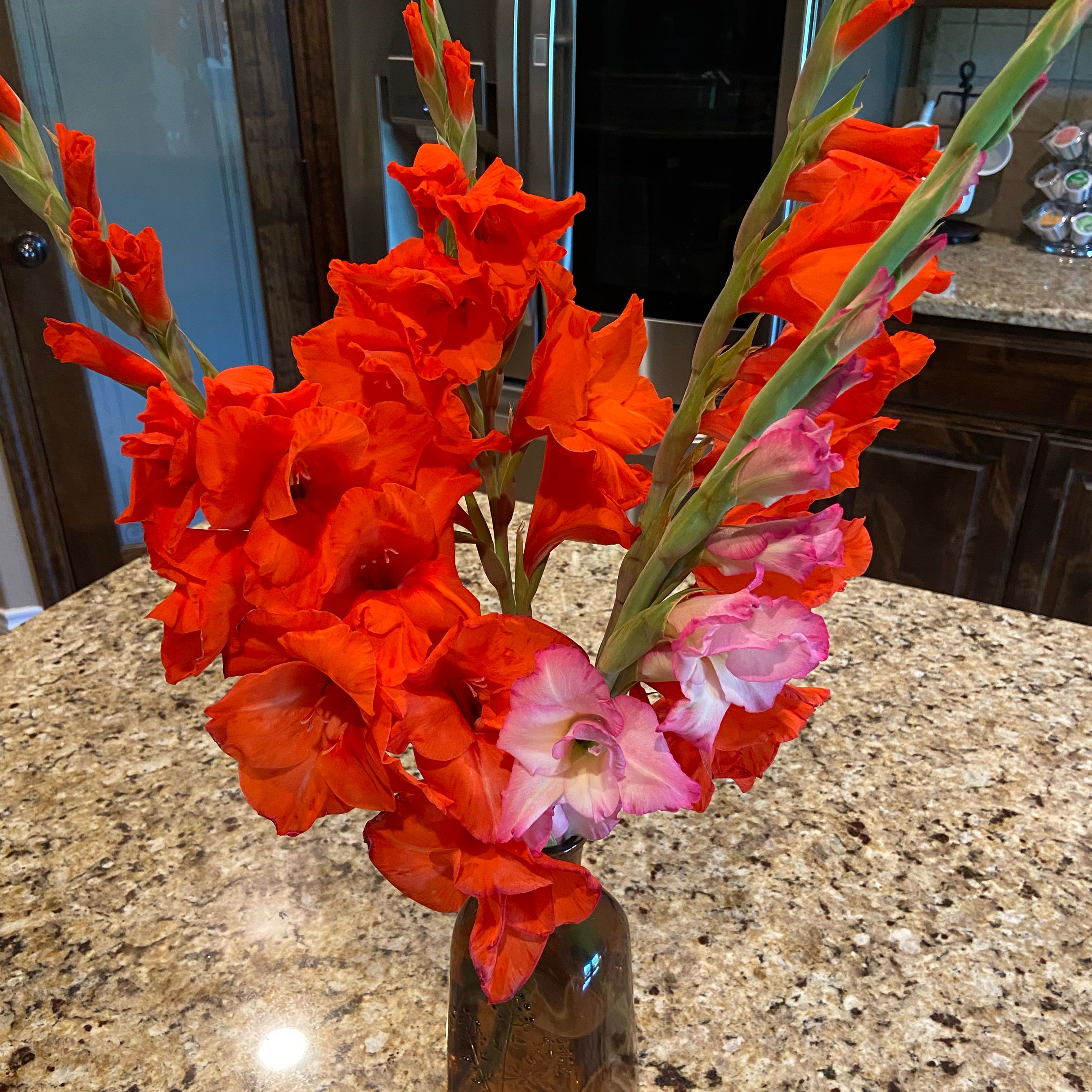 Photo of the plant species Eastern Gladiolus by @FunLentenrose37 named Demi on Greg, the plant care app