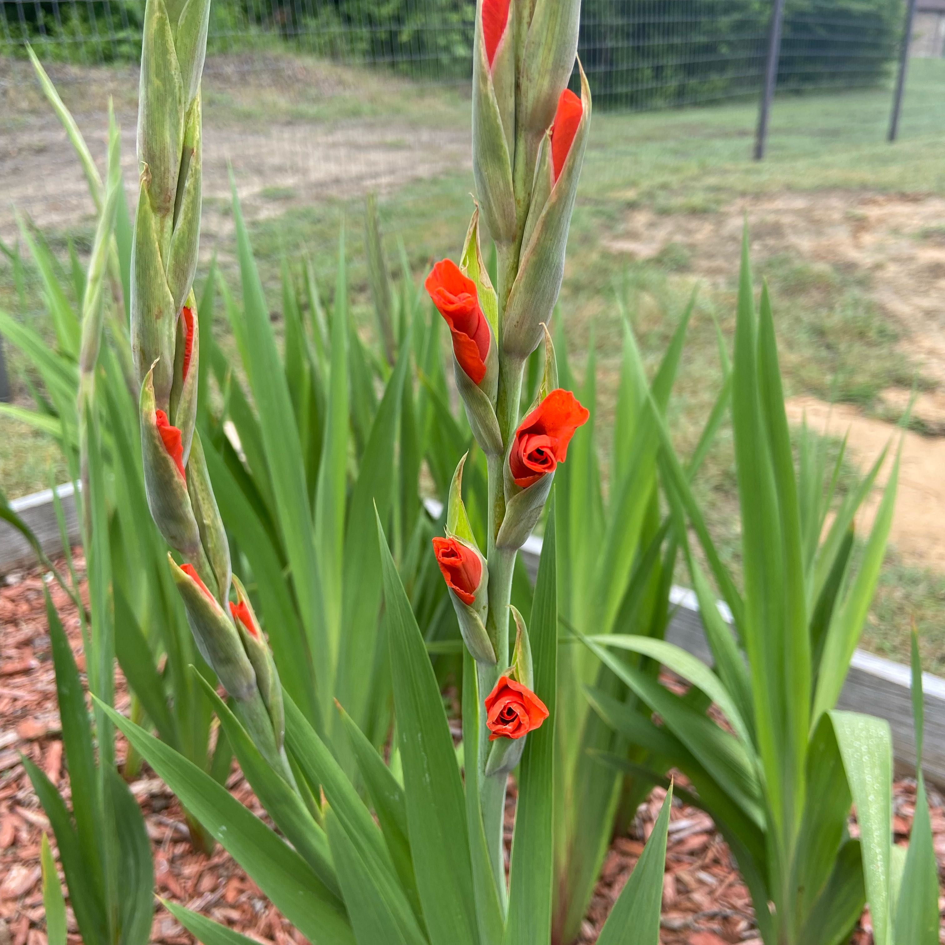 Photo of the plant species Chasmanthe Floribunda by @FunLentenrose37 named Beckham on Greg, the plant care app