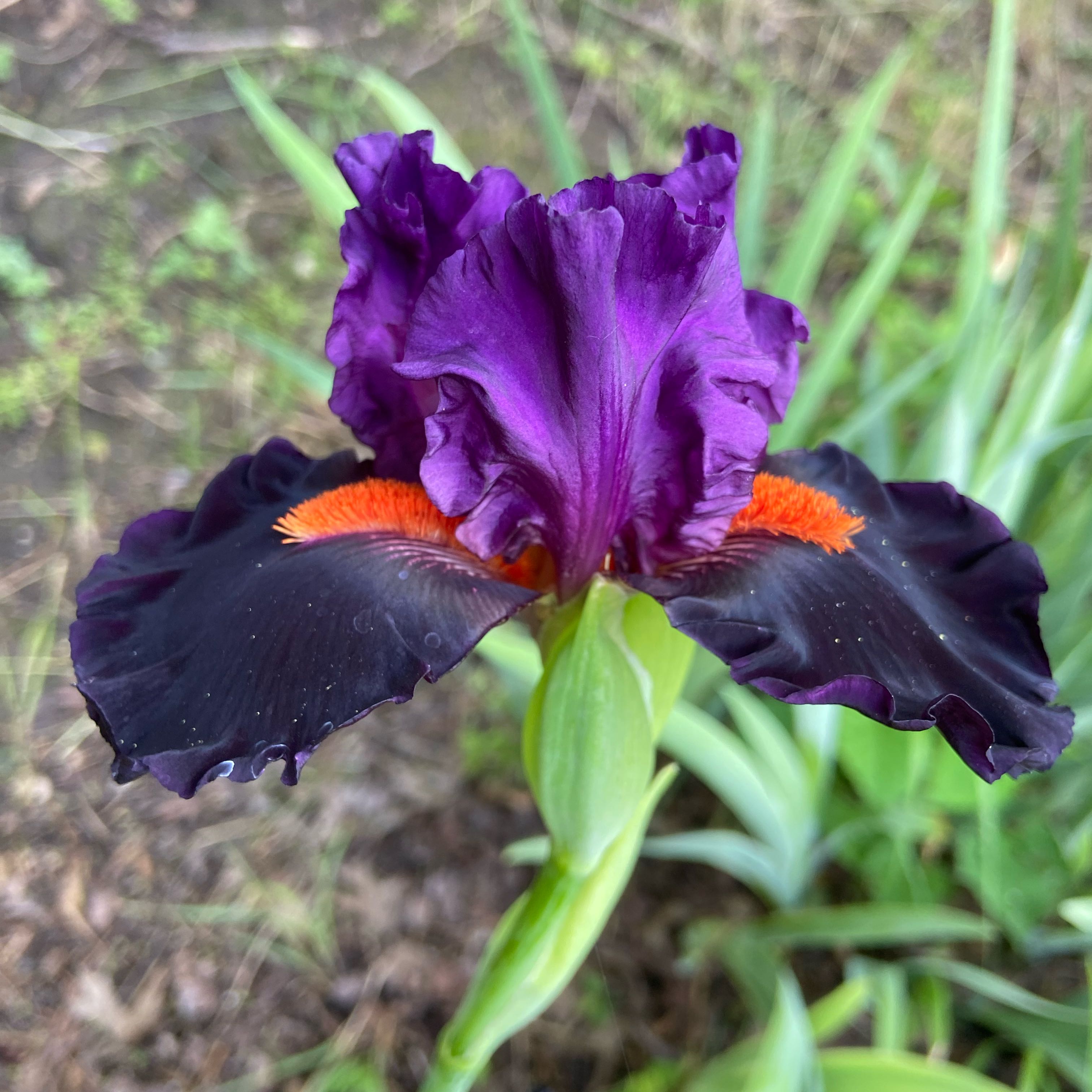 Photo of the plant species Crimean Iris by @FunLentenrose37 named Terra on Greg, the plant care app