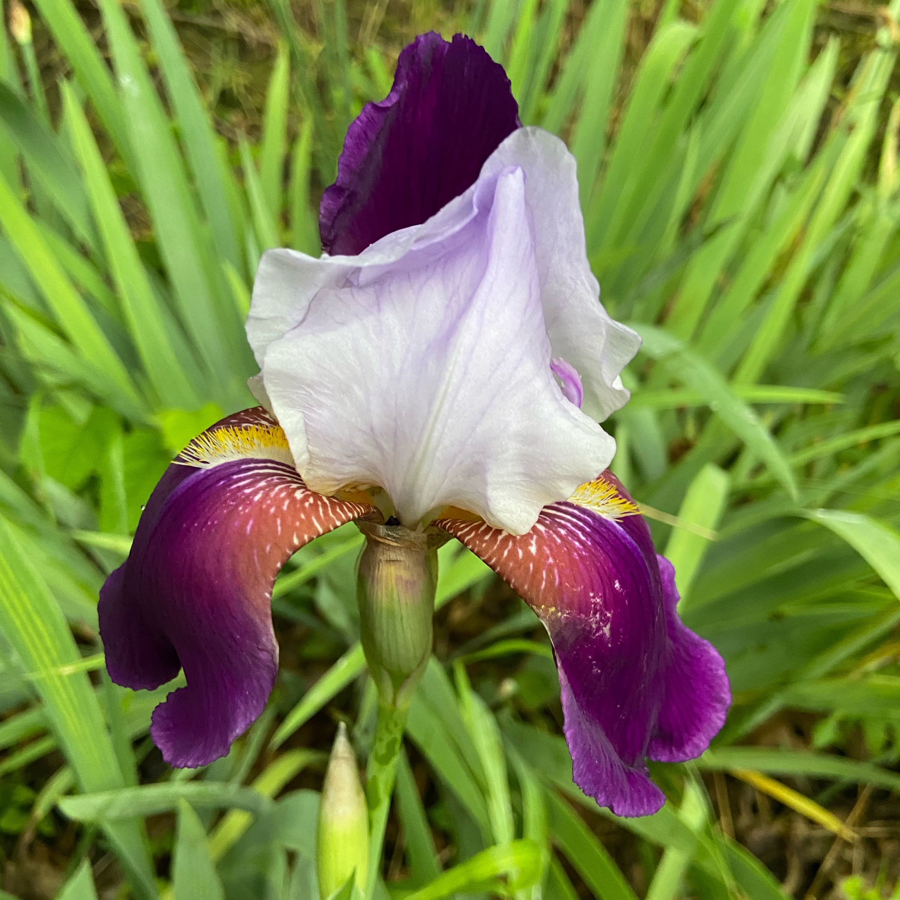 Photo of the plant species Crimean Iris by @FunLentenrose37 named Aristotle on Greg, the plant care app