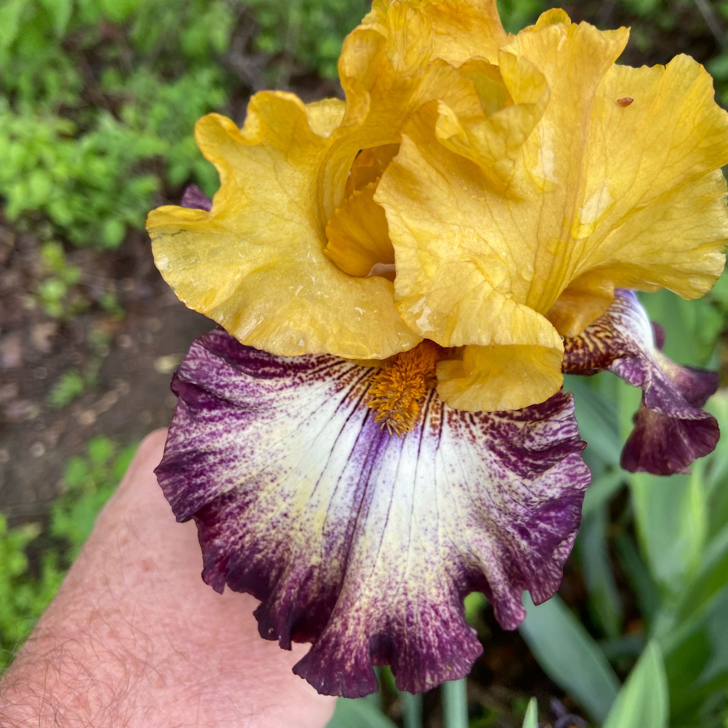 Photo of the plant species Crimean Iris by @FunLentenrose37 named Oscar on Greg, the plant care app